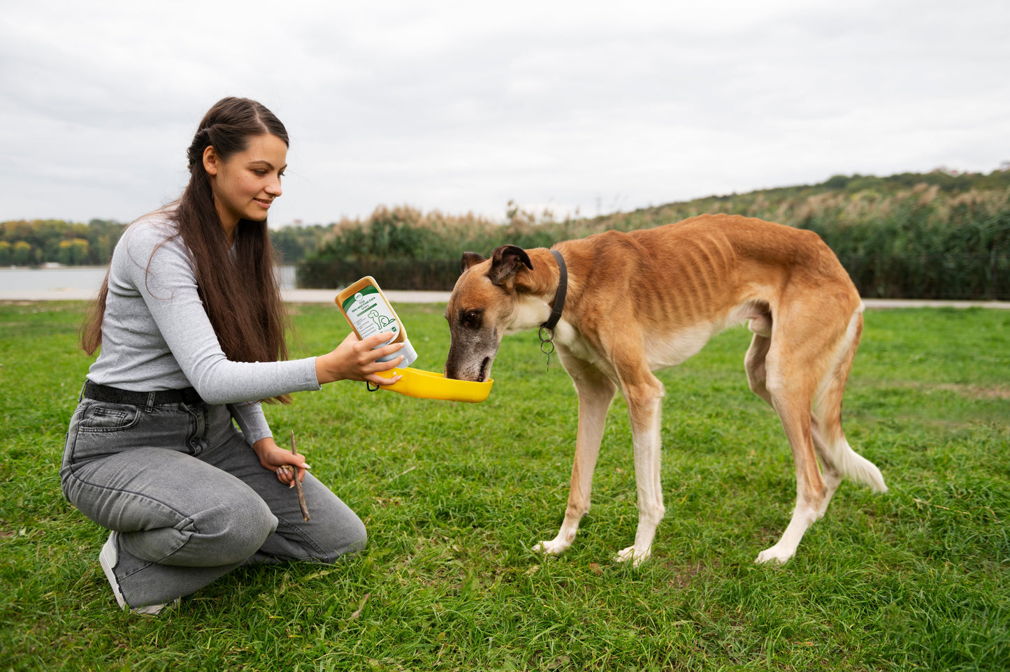 Dog Skin & Coat Care Gravy